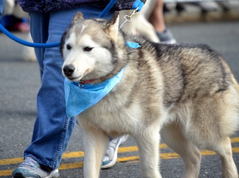 記事:刺された盲導犬。国民の関心高まるか？のイメージ画像