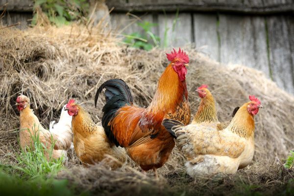 記事:養鶏場従業員が提訴、労基法の適用除外についてのイメージ画像